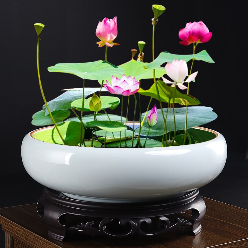 水仙花盆陶瓷大号家用室内无孔铜钱草一叶莲O碗莲盆大口径水培器