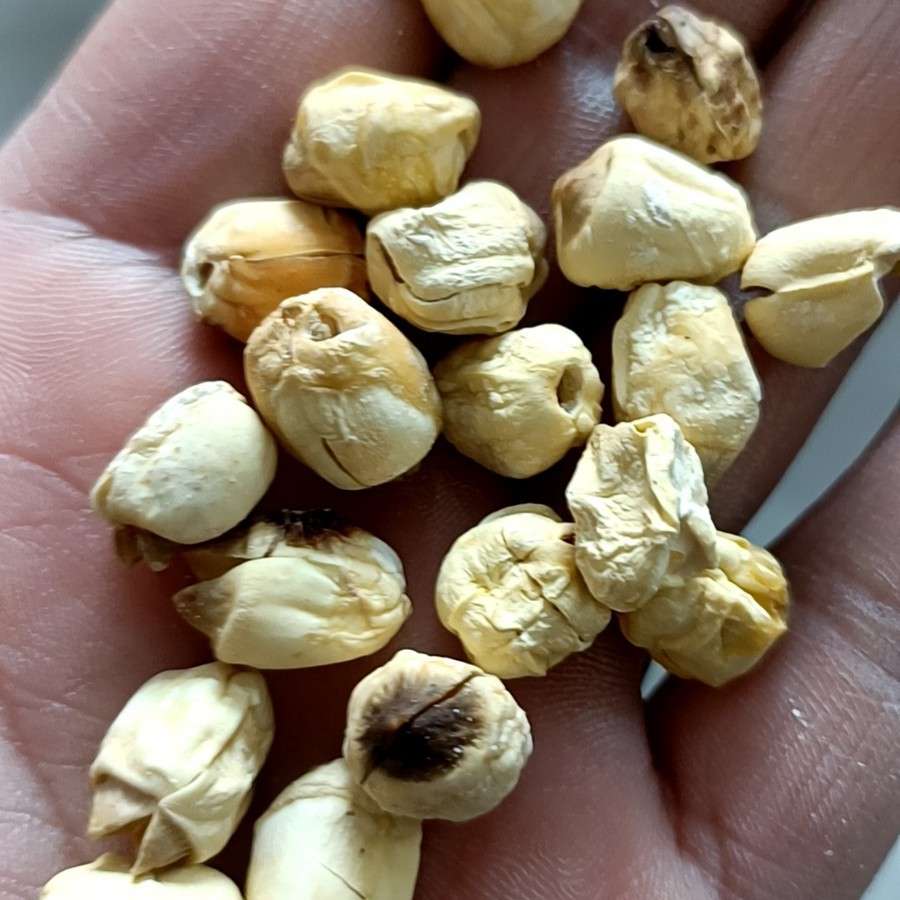 广昌去芯干货白莲米无芯去皮边角碎莲子干货酿酒打粉莲子100斤