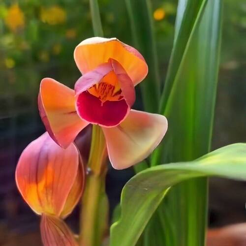 带花苞春兰色花新品荷瓣【红素荷】室内外花卉绿植阳台盆栽