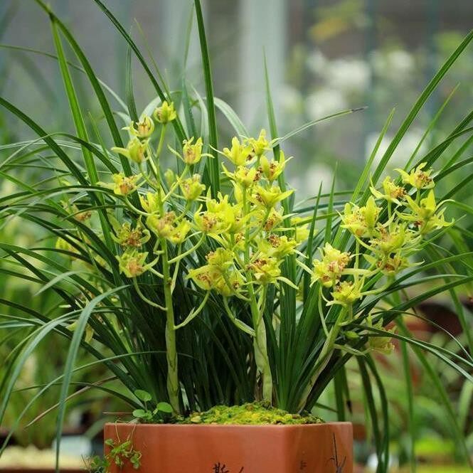 带花苞惠兰盆栽多瓣奇花兰花苗【