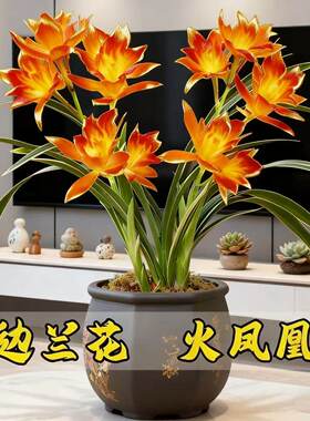 即将上花金边矮种兰花苗【火凤凰】粉红色浓香型室内网红阳台绿植