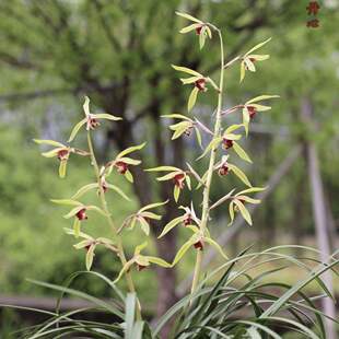 带花苞兰花苗铭品蕙兰【碧血丹心】室内阳台盆栽绿植花卉大全好养