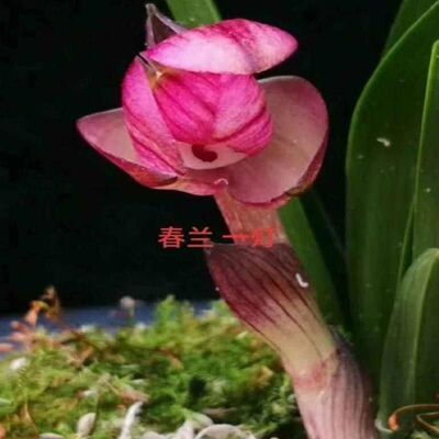 浓香型花苞兰花客厅内外盆栽养活