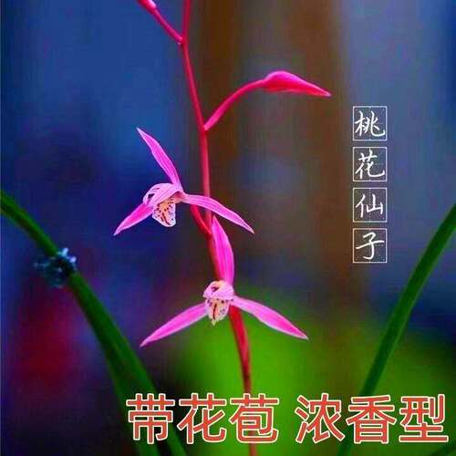 兰花草花苞花苗桃花仙子春兰浓香