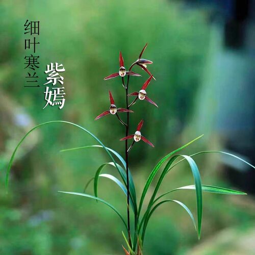 带花苞寒兰细叶兰花苗新品【紫嫣】室内外花卉阳台盆栽