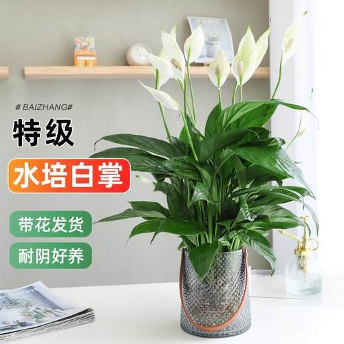 水培白掌一帆风顺绿植盆栽红粉掌室内客厅桌面花卉植物耐阴好养