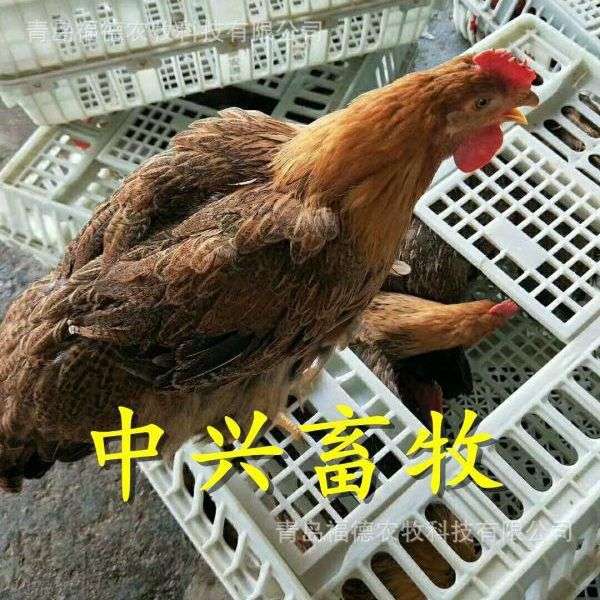 塑料鸡笼 塑料鸭笼成鸡笼 成鸭笼子 成鸡运输框子 塑料鸡笼子