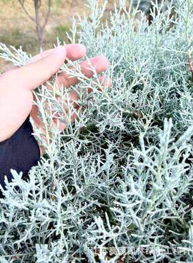 厂家货源柏树彩叶松柏观赏蓝色花地中海蓝冰苗造型柏庭院植物蓝植