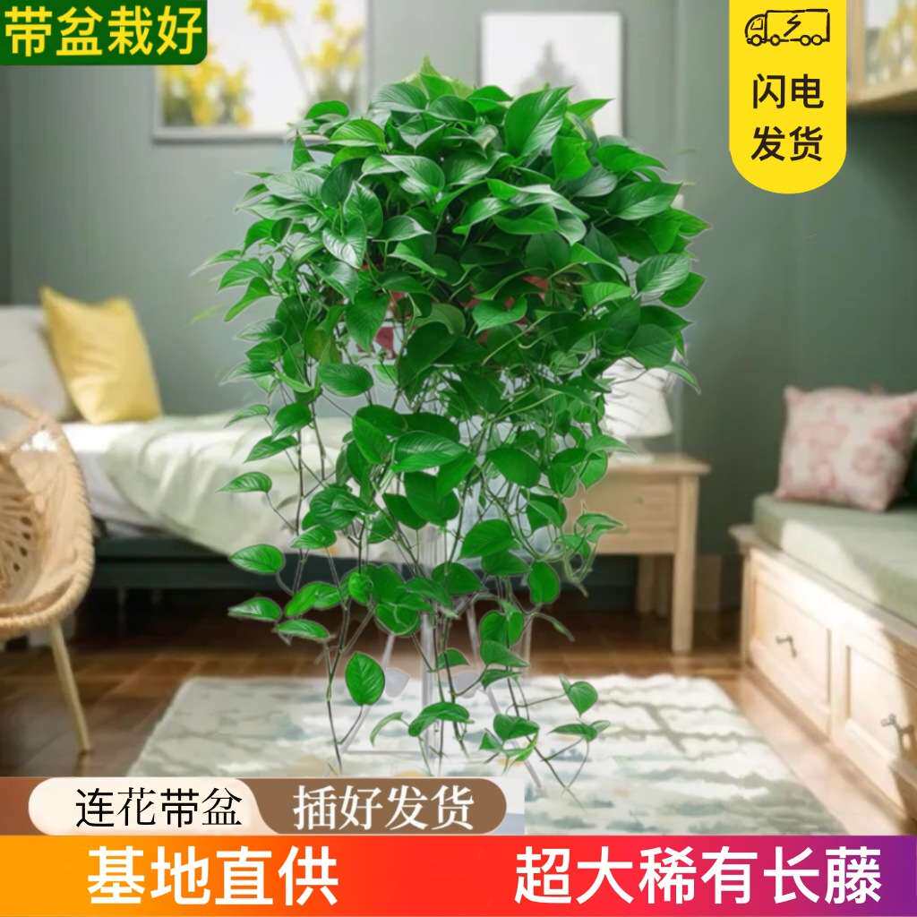 绿萝超大盆花卉绿植室内盆栽植物客厅吸甲酫净化绿植植物基地