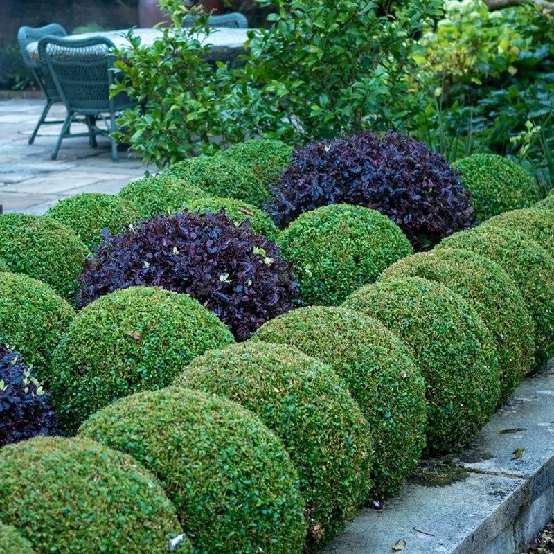 球型植物绿植冠状冬青球黄杨树球石楠球茶梅球金T森女贞圆球形绿