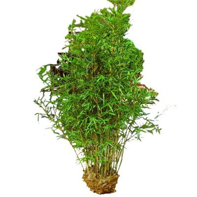 竹子苗慈孝竹庭院竹丛生竹苗观赏竹四季常青大型窝竹阳台绿植盆栽