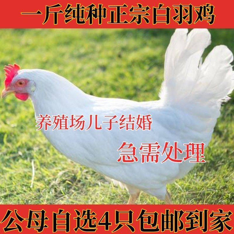 纯种高产白羽鸡活鸡白来航鸡白羽公鸡产蛋纯白母鸡二斤鸡苗2斤