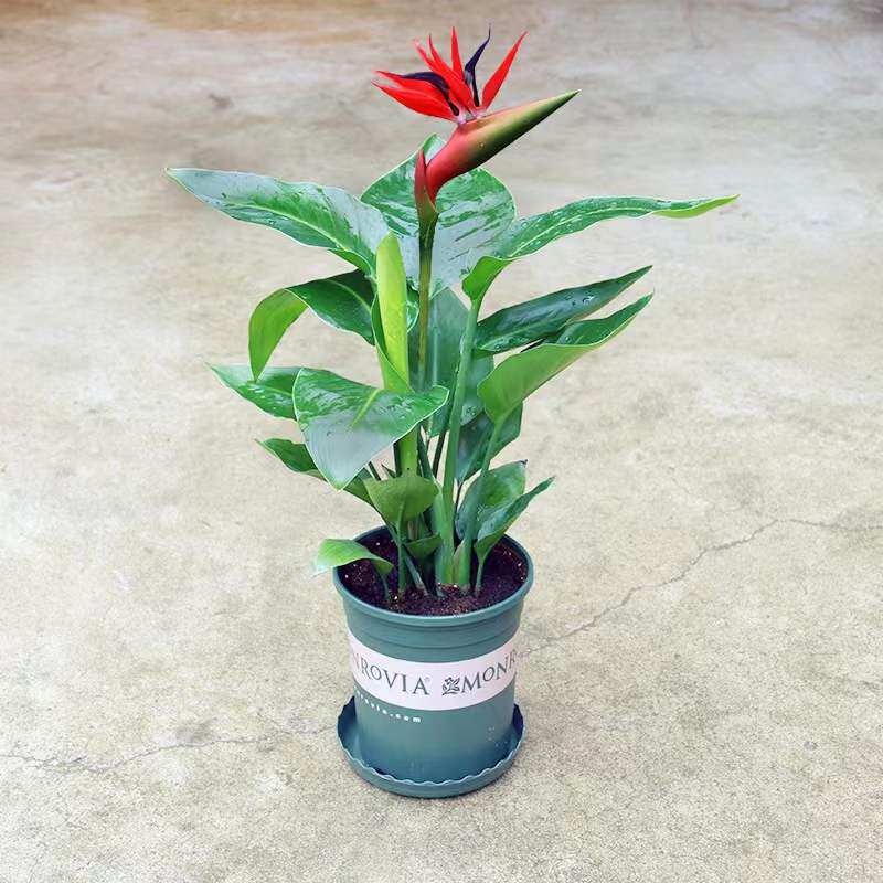 天堂鸟鹤望兰苗带花苞室内大型