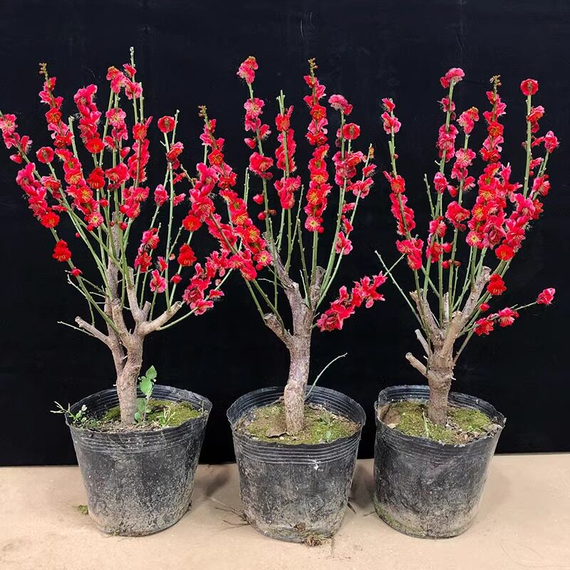 骨里红梅花盆栽树苗庭院阳台四季