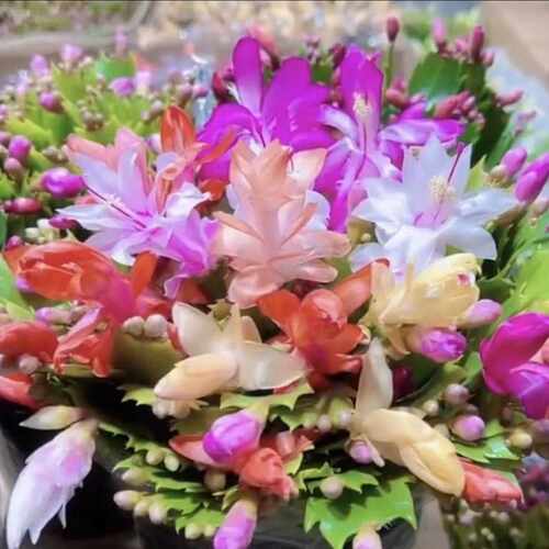 带花苞蟹爪兰多色花苗盆栽大苗