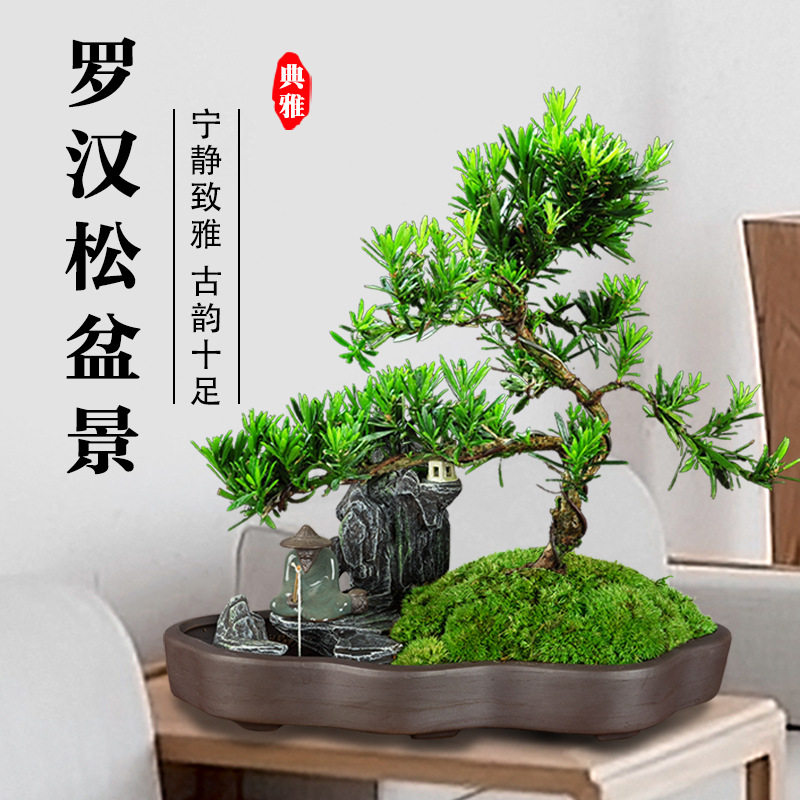 罗汉松老桩盆景雀舌树苗造型绿植