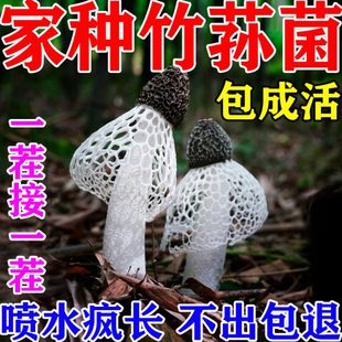 竹荪菌种菌菇种植包懒人栽培菌菇食用种植包阳台家庭装蘑菇可食用