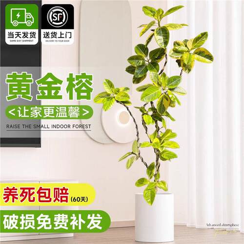 花叶造型黄金榕橡皮树客厅绿植富贵榕室内公室绿植大型盆栽植物