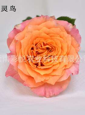 【火灵鸟】昆明基地 橙色玫瑰鲜花  AB级玫瑰鲜切花 20支/扎