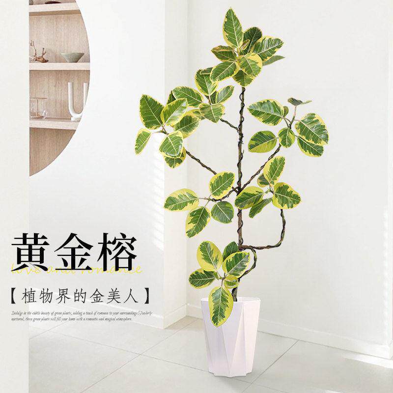 花叶造型黄金榕树客厅室内大型绿植盆栽橡皮树富贵榕铝丝造型飘逸