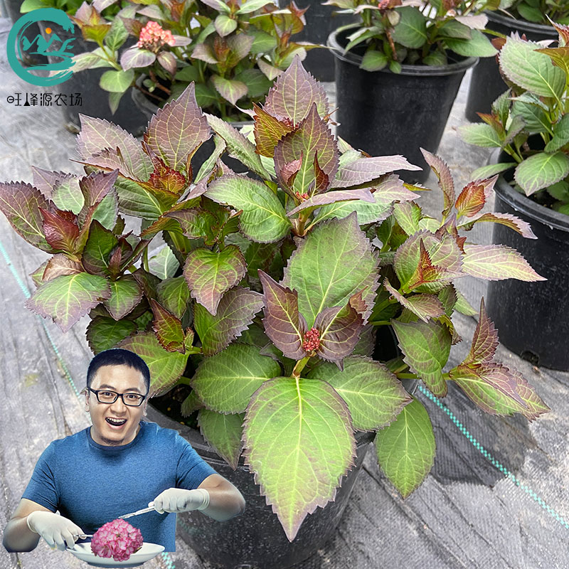 品种绣球大苗纱织j小丑万华镜蒂亚娜阳台庭院今年可开花旺峰源农