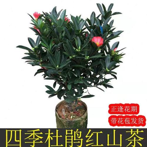 四季四季山茶花盆栽客厅活开花花卉植物庭院带花苞好养阳台杜鹃花