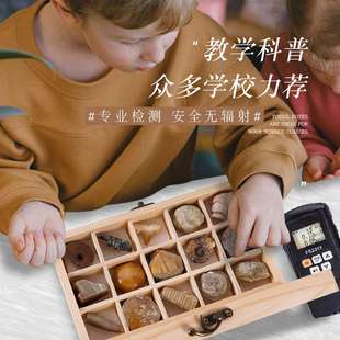 15种天然化石石头原石珊瑚菊石鲨鱼牙齿树化玉海螺木盒工艺摆件