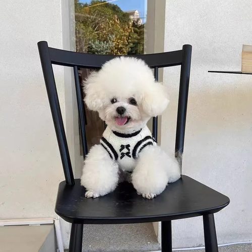 宠物狗狗猫咪秋冬小香风毛衣