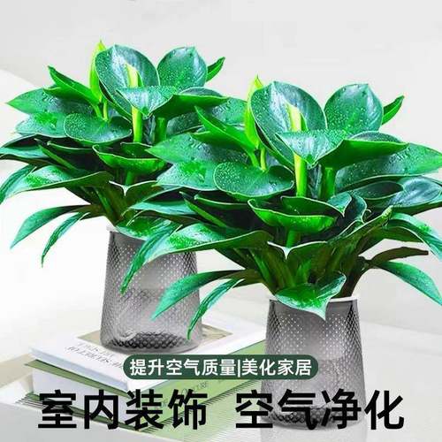 懒人大叶金钻盆栽绿萝箩水培绿公主植物室内吸除甲醛四季好养花卉