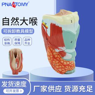 自然大喉模型 喉及喉部正中矢状切模型 喉部血管甲状腺喉结2部件