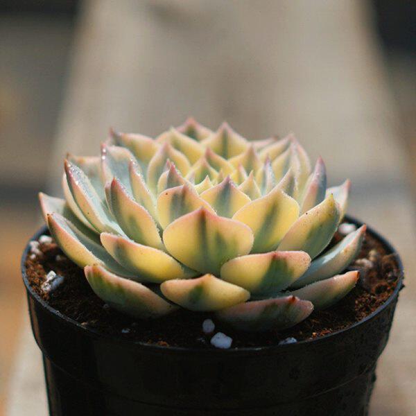多肉植物鲁氏石莲锦 云南直发稀有精品肉肉容易打理防辐射窗台