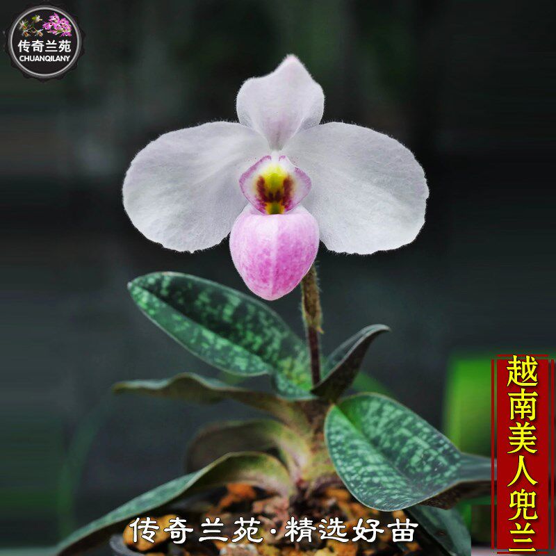 越南美人兜兰 带花苞 稀有品种好养h的兜兰 好可爱 德式兜兰