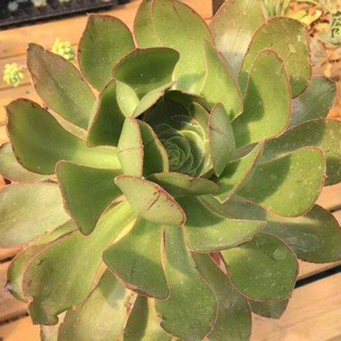 一拍一莲花多肉植物 老桩  物掌属 艳姿 燕姿 燕子法师