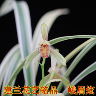 精品品铭建兰兰花苗花艺高档绿植盆栽双兰花峨眉炫全经典 包邮