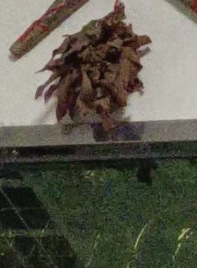 院装头套牛饰搔农家扫牛牛老地农具耕老物件民俗套老头摆件怀旧牛