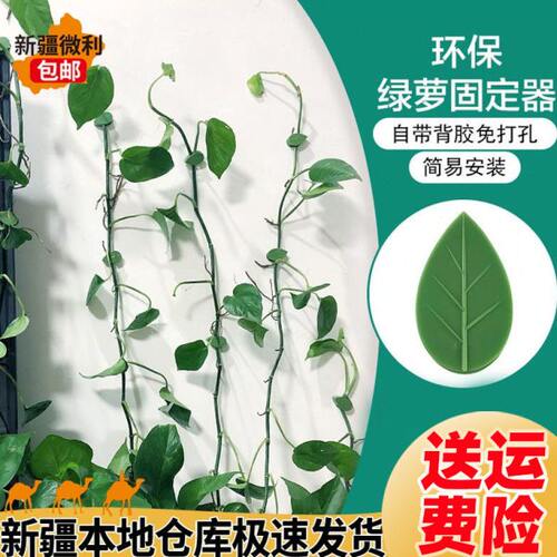 绿萝爬墙上固定绿箩固定器攀爬爬绿植神器挂钩无痕固定夹罗扣环绿