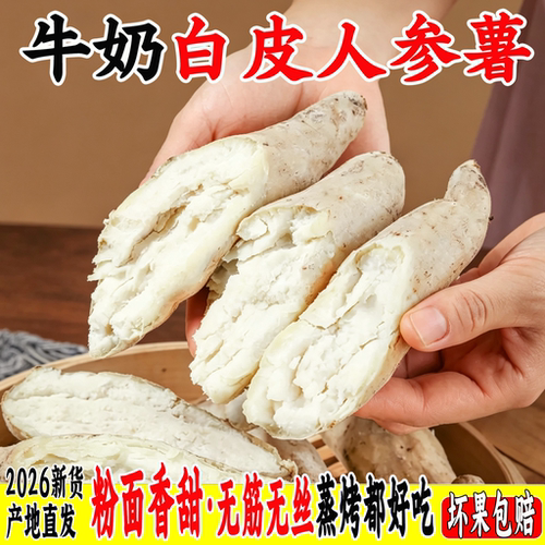 牛奶人参白心番薯现挖超粉香甜