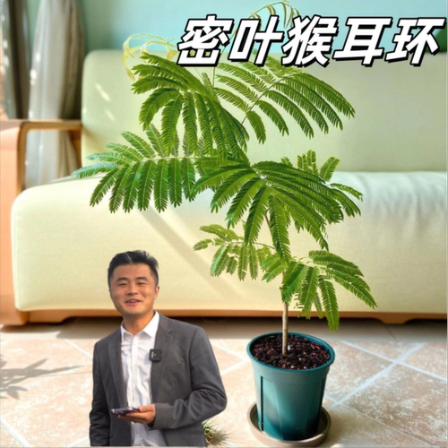 【热植馆】密叶猴耳环盆栽地栽高端室内绿植盆栽网红ins风绿植