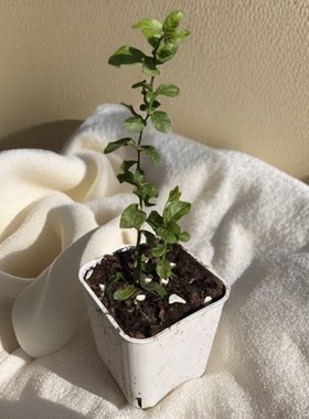 尖叶虎头茉莉开花清香新手推荐室内好养护盆栽花卉