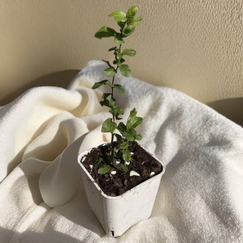 尖叶虎头茉莉开花清香新手推荐室内好养护盆栽花卉