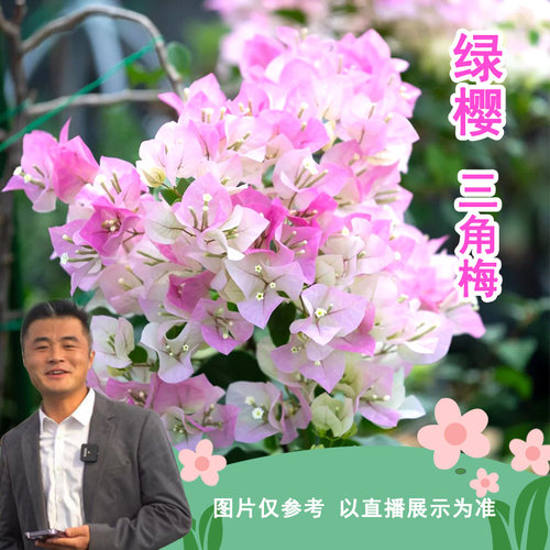 【老花医推荐】绿樱三角梅易养护勤花室内阳台庭院花卉盆栽地栽