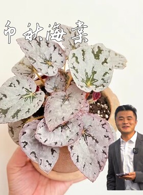 【热植馆】银币秋海棠好养网红ins风带植物绿植花卉植物室内植物