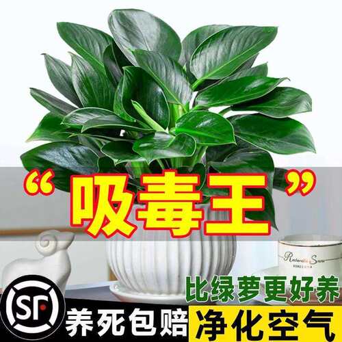 大叶金钻绿公主绿植室内盆栽植物绿萝水培好养活四季花卉新房客厅