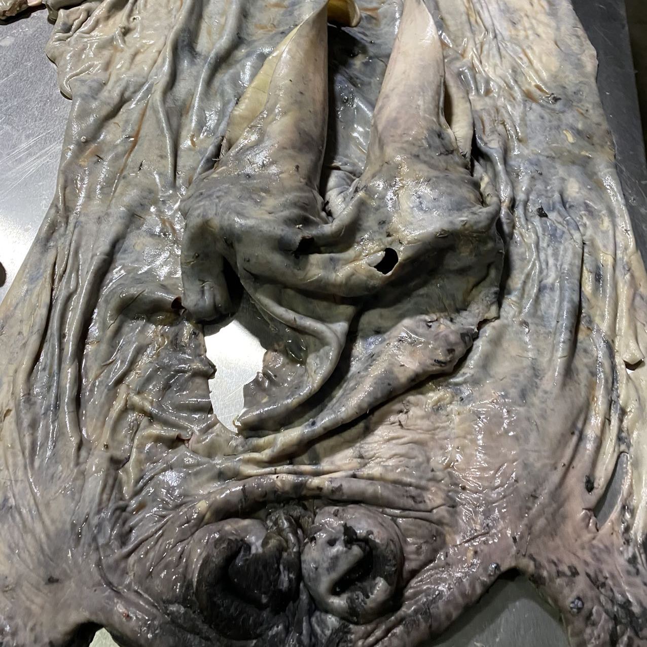 正宗整张去毛驴皮带耳朵驴头皮尾巴新鲜现宰周身一起阿胶现杀保真
