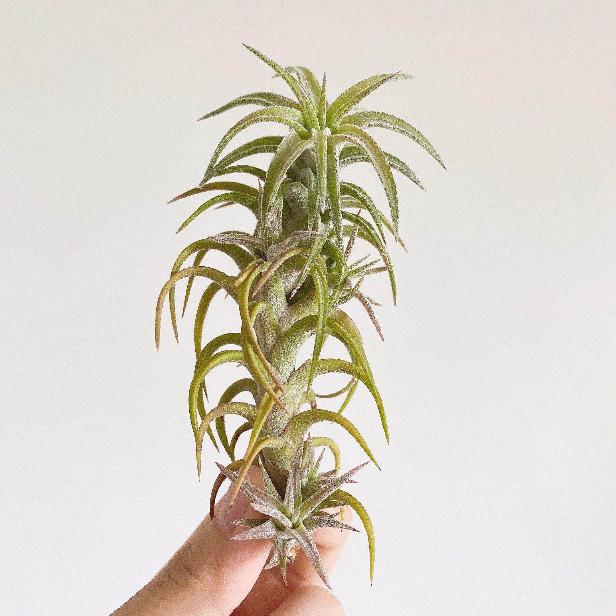 不梨不弃空气凤梨 龙脊万汗 长茎精灵 稀有品种无土植物盆栽绿植