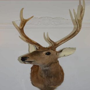 复古半身长脖鹿头鹿角标本C2酒吧茶楼样板间办公会所动物招财 美式