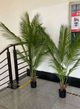 北欧高仿绿植造景贵妃葵散尾葵天堂鸟旋人蕉假植物 盆栽装饰