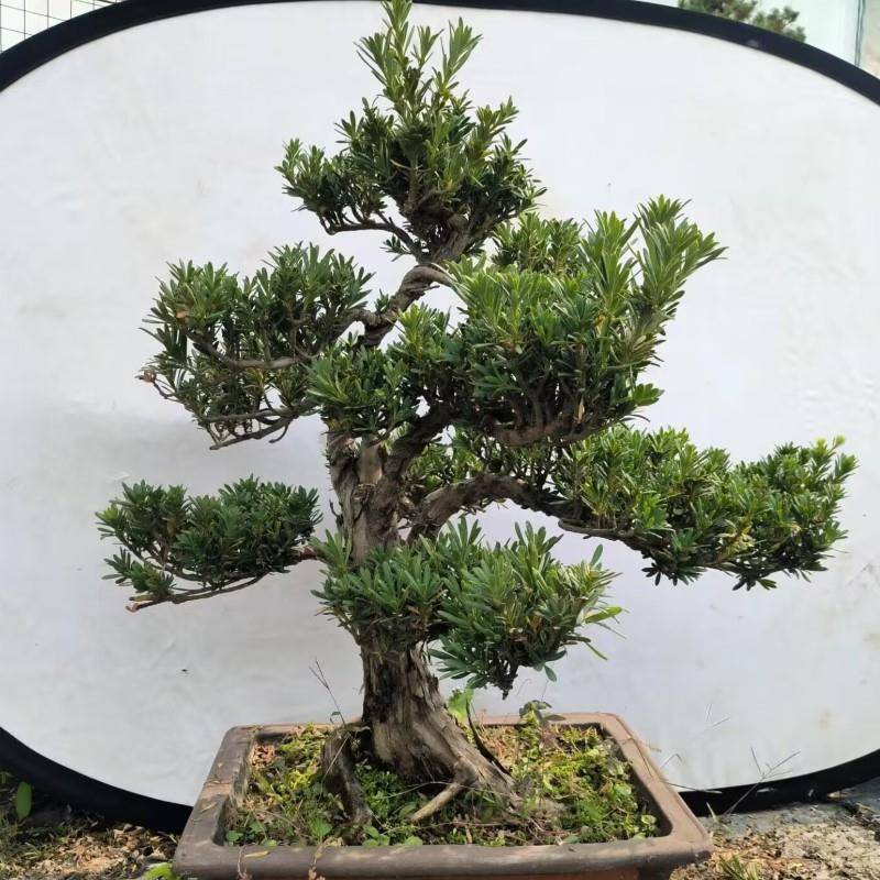 雀舌罗汉松盆景树桩花卉盆景室内盆栽庭院绿植花卉盆栽创意造型树