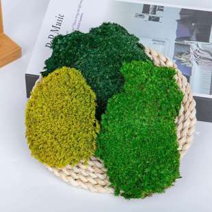 永生苔藓青苔白发大灰藓大羽鲜花自然真小白藓长绒人工现货