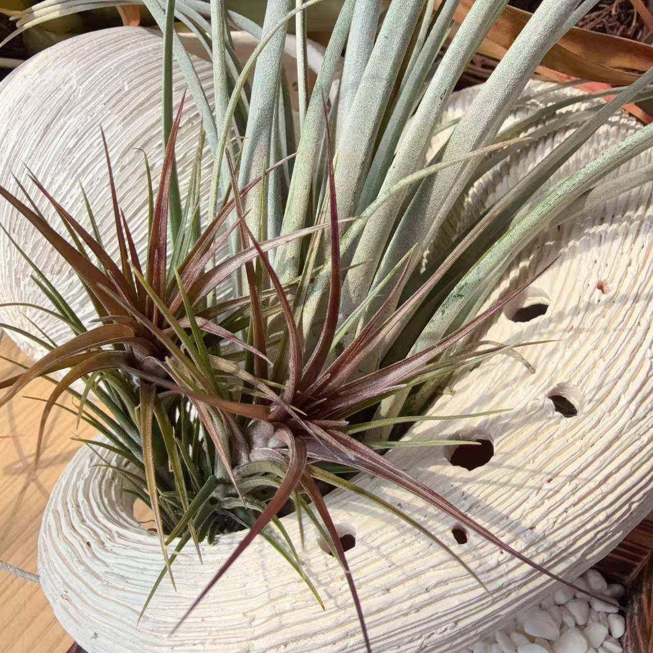 凤尾X迷你紫，z交品种稀有空气凤梨无土植物懒人好养基地高档